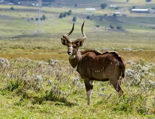 Bale Mountains National Park
